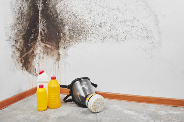Professional Mold Remediation in Ettrick, VA