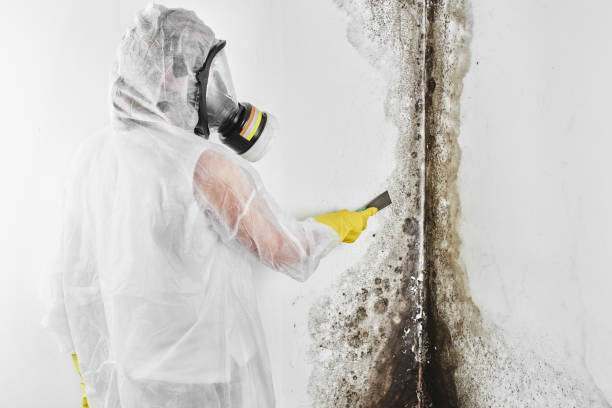 Best Crawl Space Mold Remediation in Ettrick, VA
