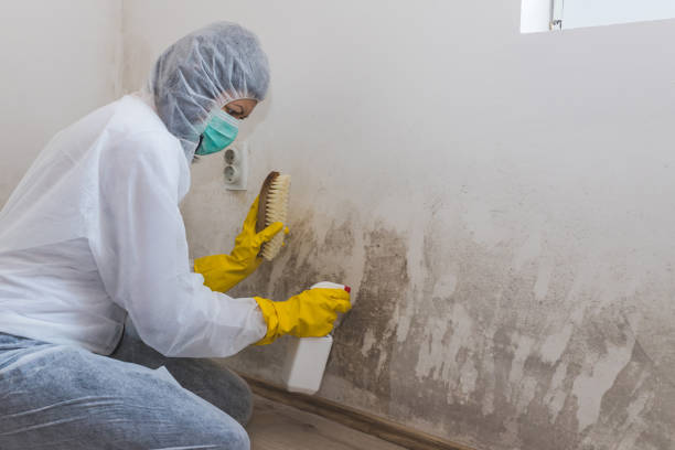 Best Residential Mold Remediation in Ettrick, VA