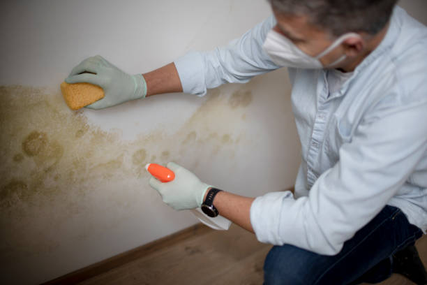 Best Residential Mold Remediation in Ettrick, VA