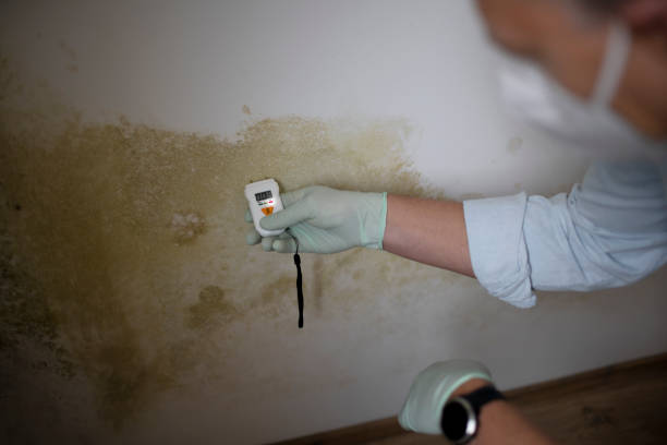 Best Emergency Mold Remediation in Ettrick, VA